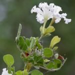 Buy Dolichandrone falcata, poompathiri - Live Plant Online 
Shopping for sale
