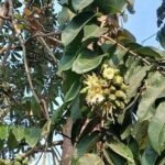 Buy Duabanga grandiflora,  Bondorphulla, thora - Live Plant 
Online Shopping for sale