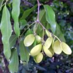 Madayan Sambrani (Kingiodendron pinnatum) Live Plant