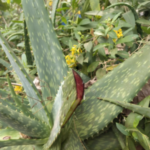 Red Aloe - Rasamani (Rasamani katrazhai) Live Plant