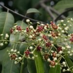Banati (Lophopetalum wightianum) Live Plant