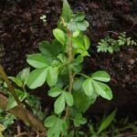 Buy Naregamia alata, पित्तमारी, Pitmari, 
अम्लवल्ली, Amlavalli, Goanese Ipecac - Live 
plant online shopping for sale