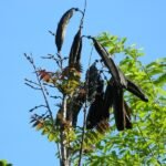Buy Pajanelia longifolia, tender wild jack, बन 
स्योना, Ban Syona paalai, udachi - Live plant online 
shopping for sale