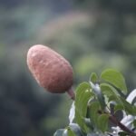 Swietenia microphylla - live plant online shopping for sale Live Plant - Swietenia microphylla