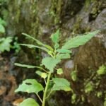 Buy Dorstenia indica, Indian snakewort - Live Plant Online 
Shopping for Sale