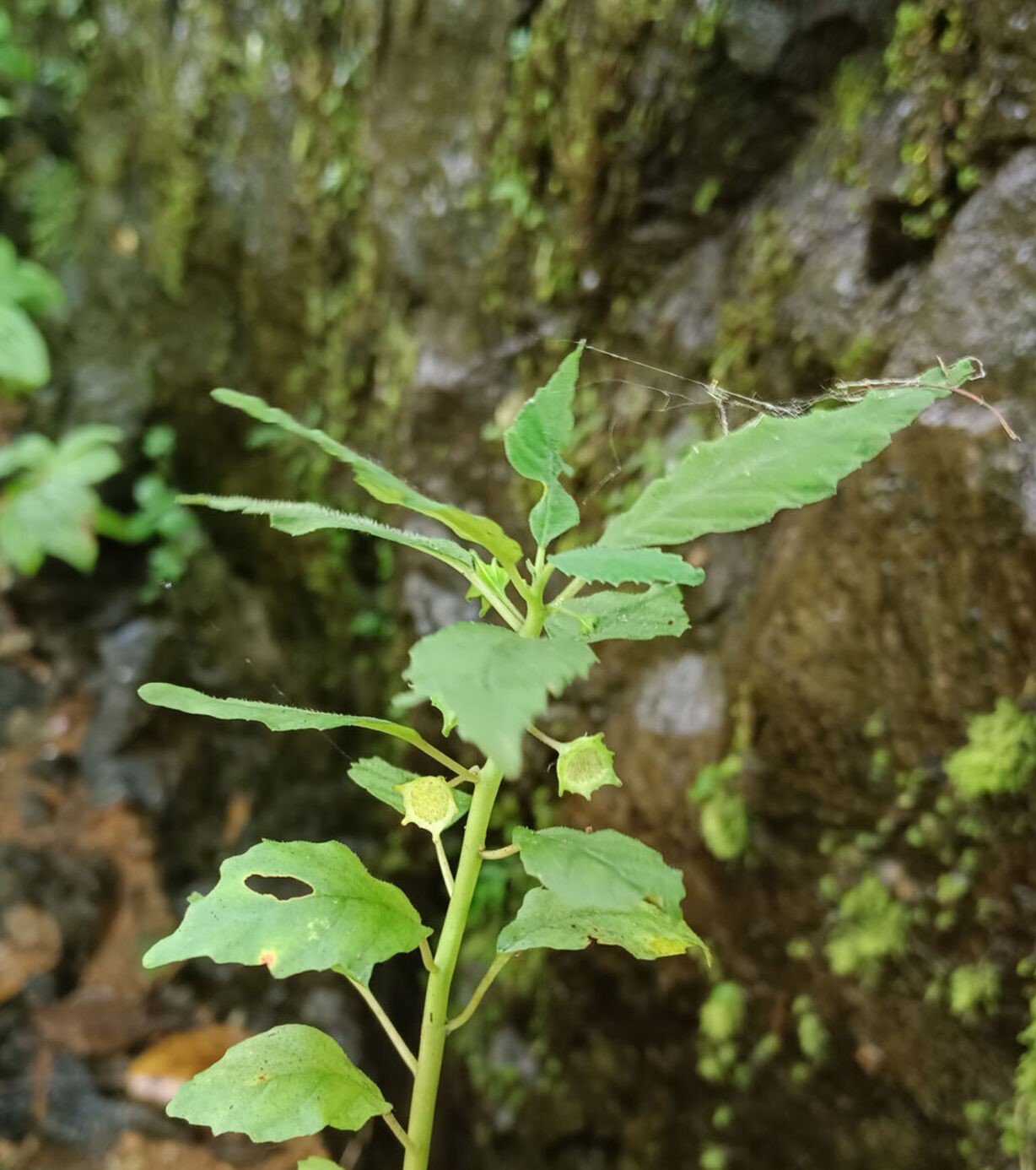 1784118075_dorstenia_indica.jpg Buy Dorstenia indica, Indian snakewort - Live Plant Online
Shopping for Sale - Image 1