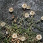 Buy Echinops echinatus, indian thistle - Live Plant Online 
Shopping for Sale