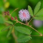 Buy Mimosa pudica - Original, sensitive plant, touch me not, 
Thotta sinungi, Lajwanti, लाजवंती - Live plant 
online shopping for sale