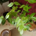 Panch Patti (Panchmukhi belpatra) Live Plant
