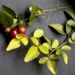 Kodi Bilpatre (Kodi vilvam) Live Plant
