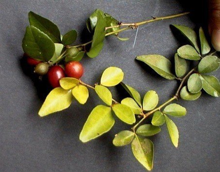 1784216235_kodi_vilvam.jpg Kodi Bilpatre (Kodi vilvam) Live Plant - Image 1