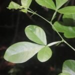 Wild Native Vilvam (Kaattu vilvam) Live Plant