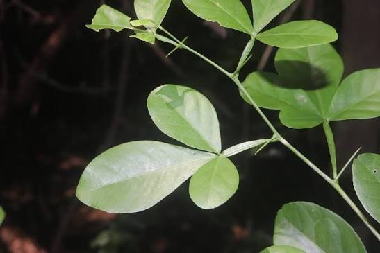 1784218415_kattu_vilvam_1.jpg Wild Native Vilvam (Kaattu vilvam) Live Plant - Image 1