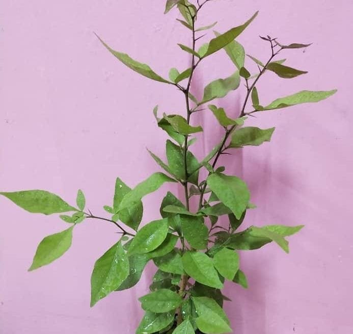 1784219727_WhatsApp_Image_2026-07-16_at_20.12.36.jpeg Mango smell (Mango smell) Live Plant - Image 1