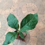 Kapur bilpatre (Parvatha malai) Live Plant