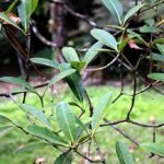 Kanai erumai (Kanai erumai) Live Plant