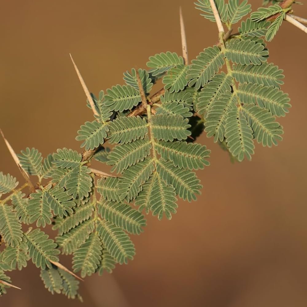 acacia-nilotica-live-plant-babool-tree.jpg Acacia nilotica live plant Babool tree