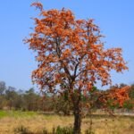 Butea monosperma Live Plant - Palash, Flame of the Forest