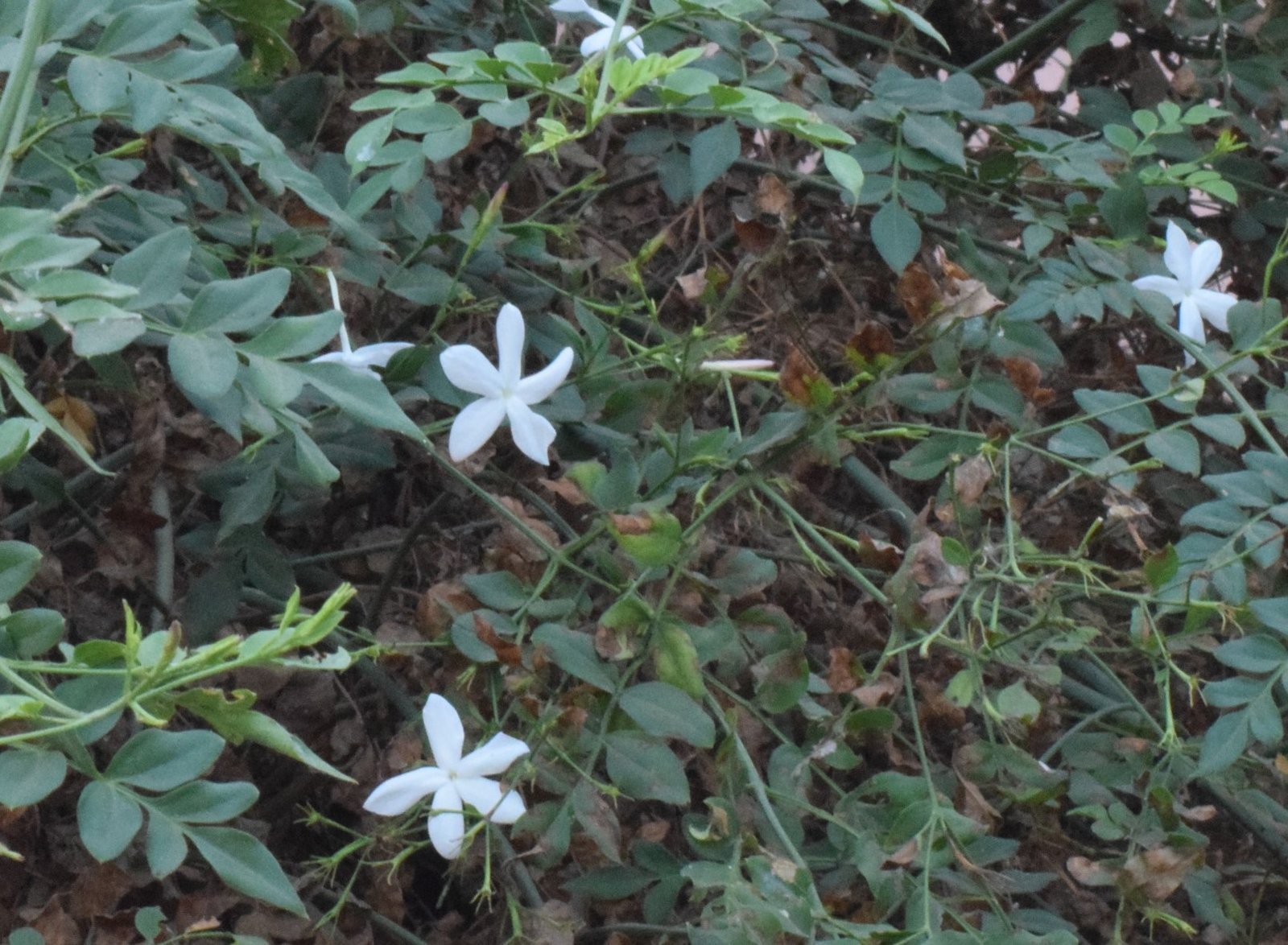 1784872777_jasminum_grandiflorum11.jpg Astham (Jasminum grandiflorum) Live Plant - Image 1