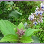 Harangi (Clerodendrum serratum) Live Plant