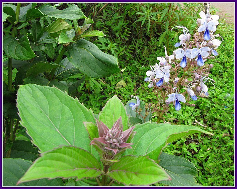 1786091627_5001593604_ae250d9930_c.jpg Harangi (Clerodendrum serratum) Live Plant - Image 1