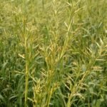 Palmarosa Grass (Cymbopogon martini) Live Plant