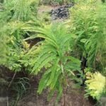 Grafted Amla (Phyllanthus emblica) Live Plant