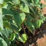 Ficus rumphii (Golden Fig) Live Plant