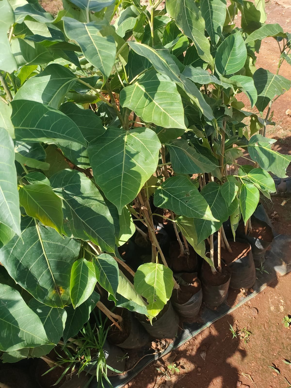 1786526895_WhatsApp_Image_2026-08-12_at_14.47.59.jpeg Ficus rumphii (Golden Fig) Live Plant - Image 1