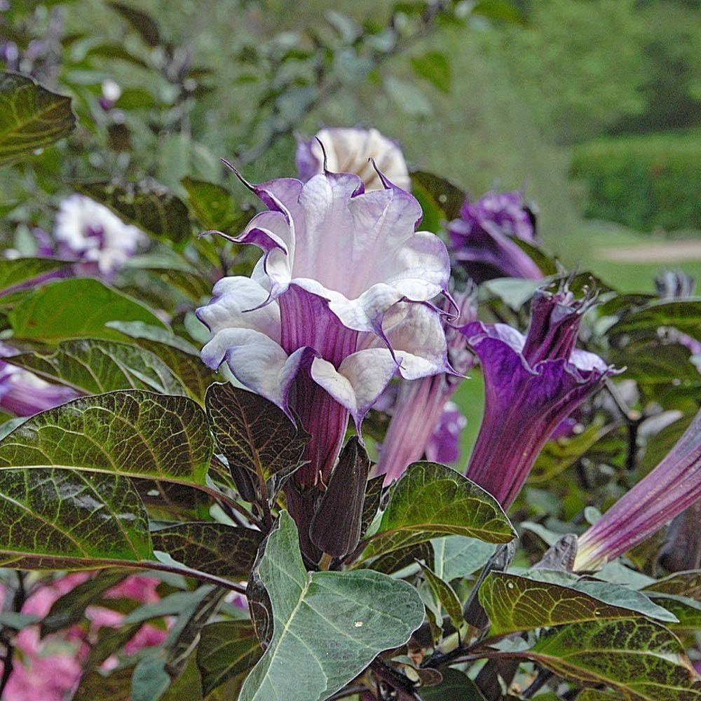 1786527308_black_datura_double_layered.jpg Buy Black datura, karuomathai, काला धतूरा, kaala dhatoora - Live plant online shopping for sale - Image 1