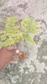 Buy Salparni Plant Online | Desmodium latifolium - Image 3