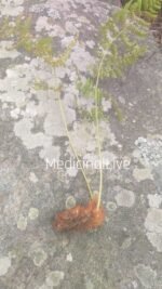 Buy Salparni Plant Online | Desmodium latifolium - Image 4