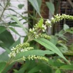 Buy Buddleja asiatica, White Butterfly Bush, Ninda, Karkkattan, 
Ninda - Live plant online shopping for sale