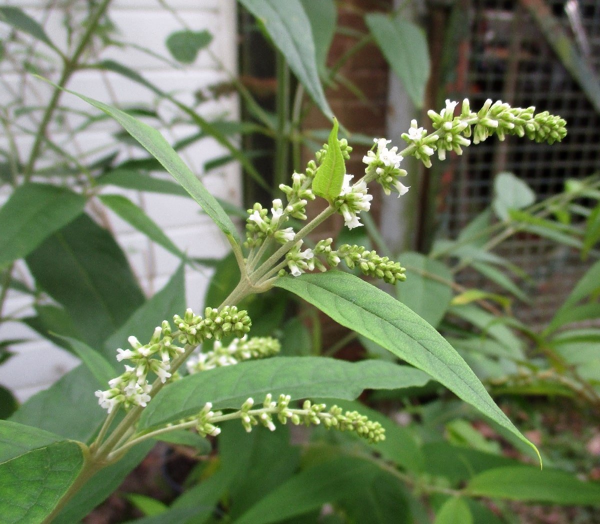 1788782942_buddleja-asiatica.jpg Buy Buddleja asiatica, White Butterfly Bush, Ninda, Karkkattan,
Ninda - Live plant online shopping for sale - Image 1