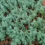 Nattu Marikozhunthu (Marikolunthu) Live Plant
