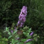 Buddleja dividii
