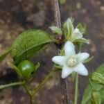 Buy Carmona retusa - Live Plant Online Shopping for Sale