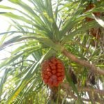 Buy Pandanus odoratissimus, thazhai, தாழை, screw pine, kaitha, जम्बूल, jambul - Live plant online shopping for sale