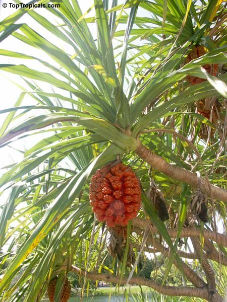 2092 Buy Pandanus odoratissimus, thazhai, தாழை, screw pine, kaitha, जम्बूल, jambul - Live plant online shopping for sale - Image 1