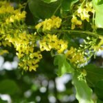 Buy Pterocarpus indicus - Live Plant Online Shopping for Sale