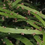 Buy Muechlenbeckia platyclados - Live Plant Online Shopping for 
Sale