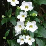 Buy Thunbergia - White - Live Plant Online Shopping for Sale
