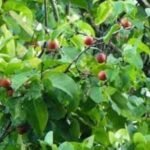 Buy salacia reticulata, ponkaranti, ekanayakam, koranti, பொன்கொரண்டி, ஏகநாயகம் - Live plant online shopping for sale