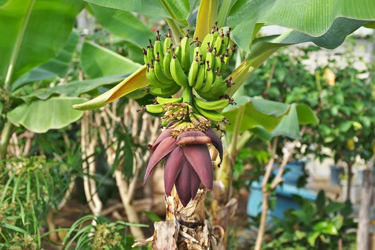 320719016322859008 Buy Musa paradisica - Live Plant Online Shopping for Sale - Image 1