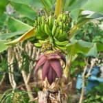 Buy Musa paradisica - Live Plant Online Shopping for Sale