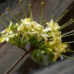 Buy Gardenia longistyla - Live Plant Online Shopping for Sale