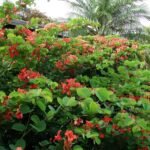 Buy Bauhinia galpinii - Live Plant Online Shopping for Sale