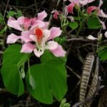 Buy Bauhinia monandra - Live Plant Online Shopping for Sale
