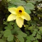 Buy bauhinia tomentosa, Yellow bauhinia, thiruvachi, 
திருவாச்சி - live plants online shopping for 
sale