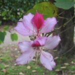 Buy Bauhinia variegata - Live Plant Online Shopping for Sale